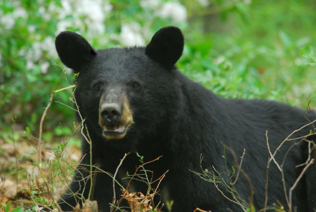 Bear aware
